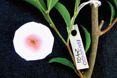 Loài cây hấp thụ kim loại